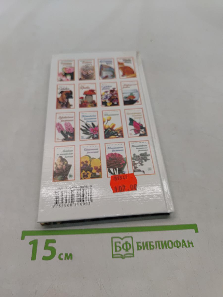 Кактусы