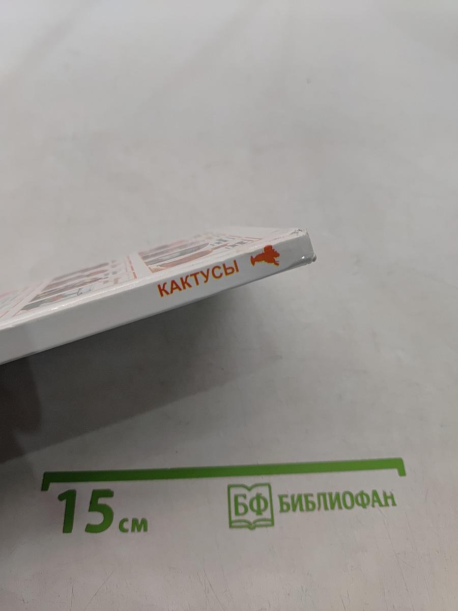 Кактусы