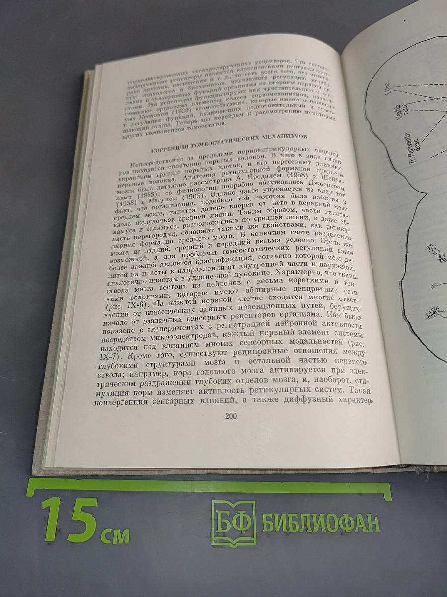 Языки мозга