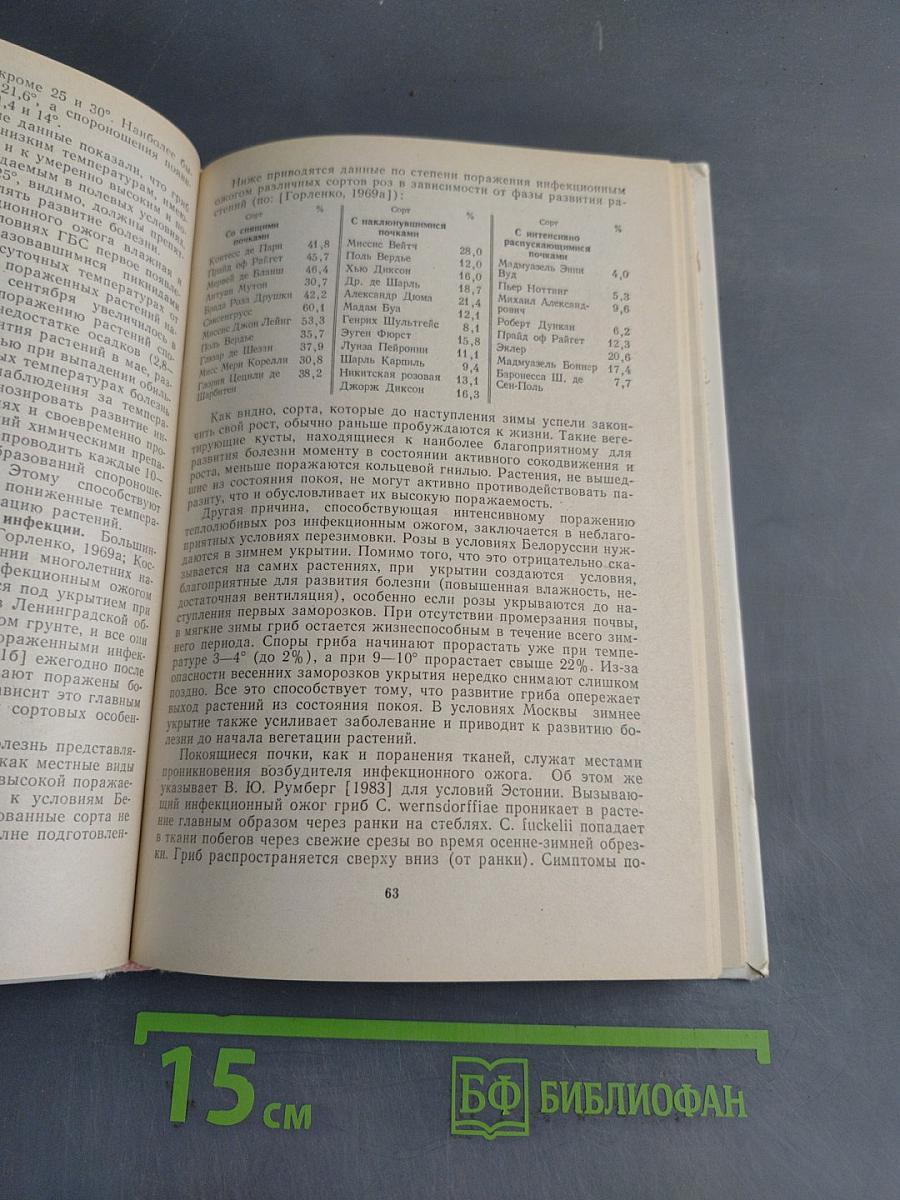 Розы: болезни и защитные мероприятия