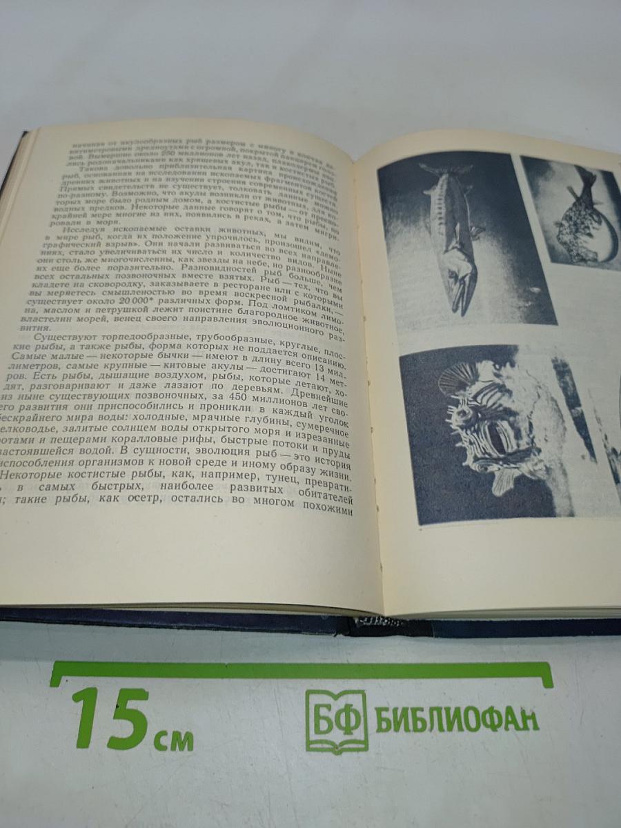 Обитатели бездны