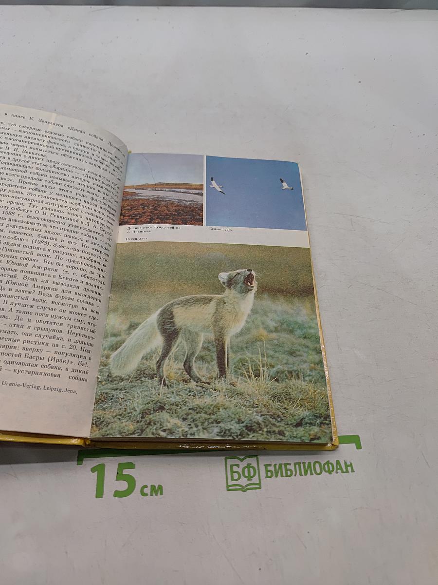 О собаке