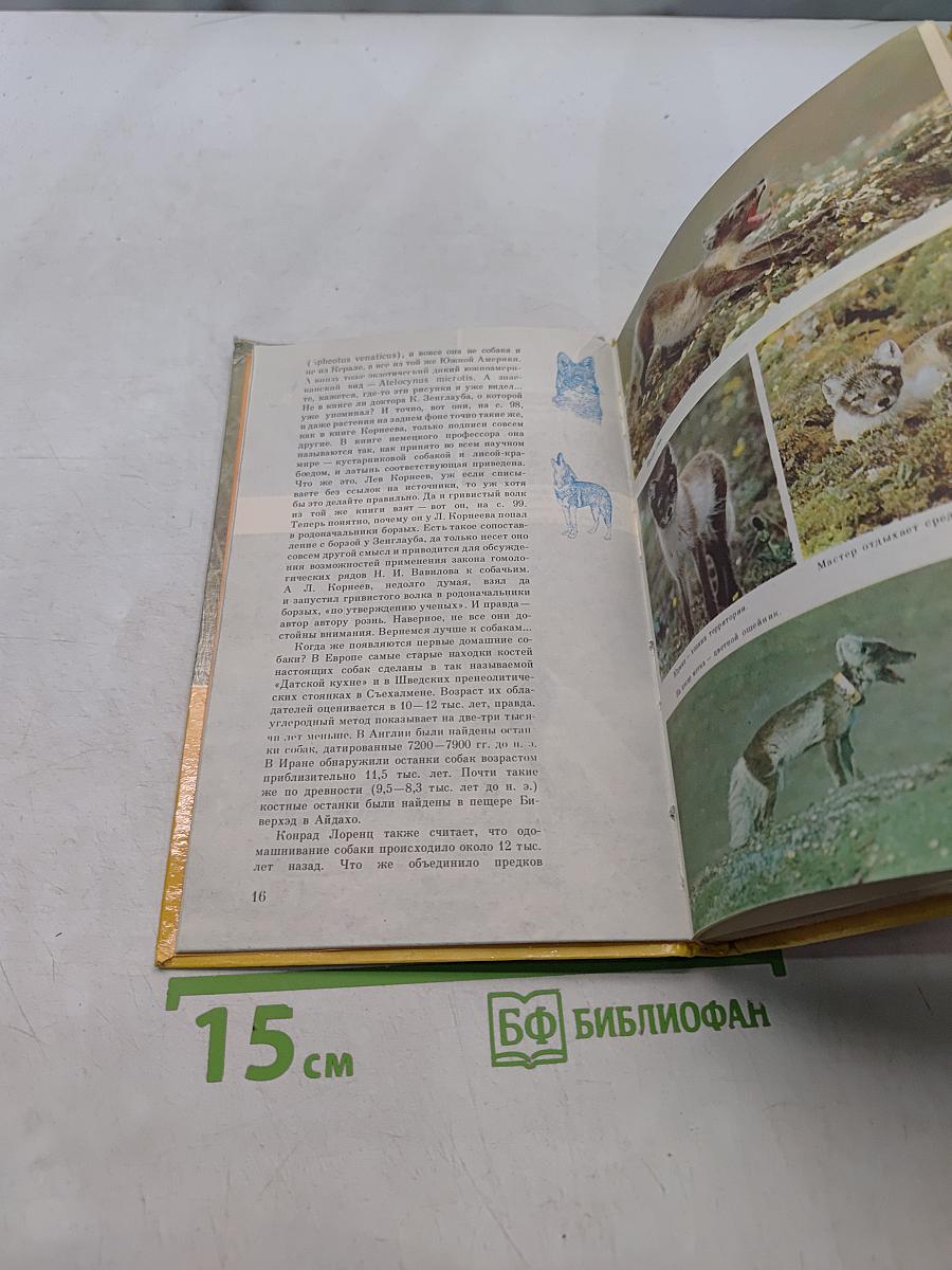 О собаке