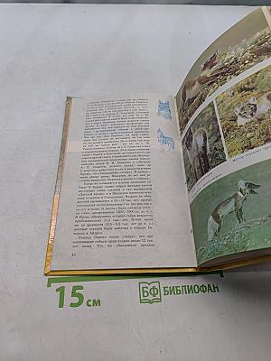 О собаке