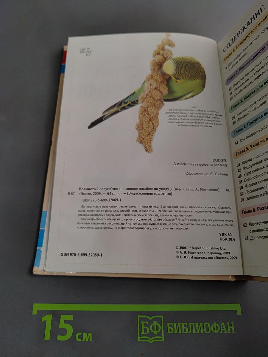 Волнистый попугайчик
