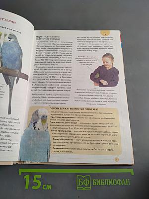 Волнистый попугайчик