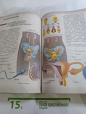 Биология. Человек. 8 класс