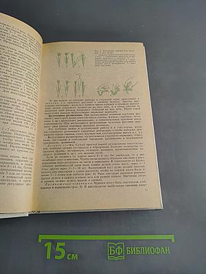 Декоративное цветоводство на приусадебном участке