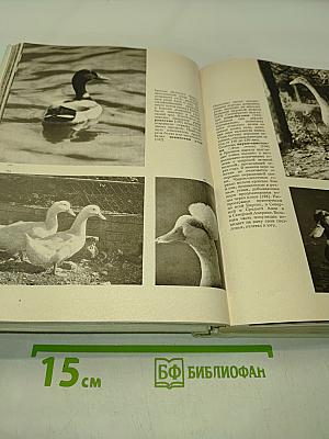 Иллюстрированная энциклопедия птиц