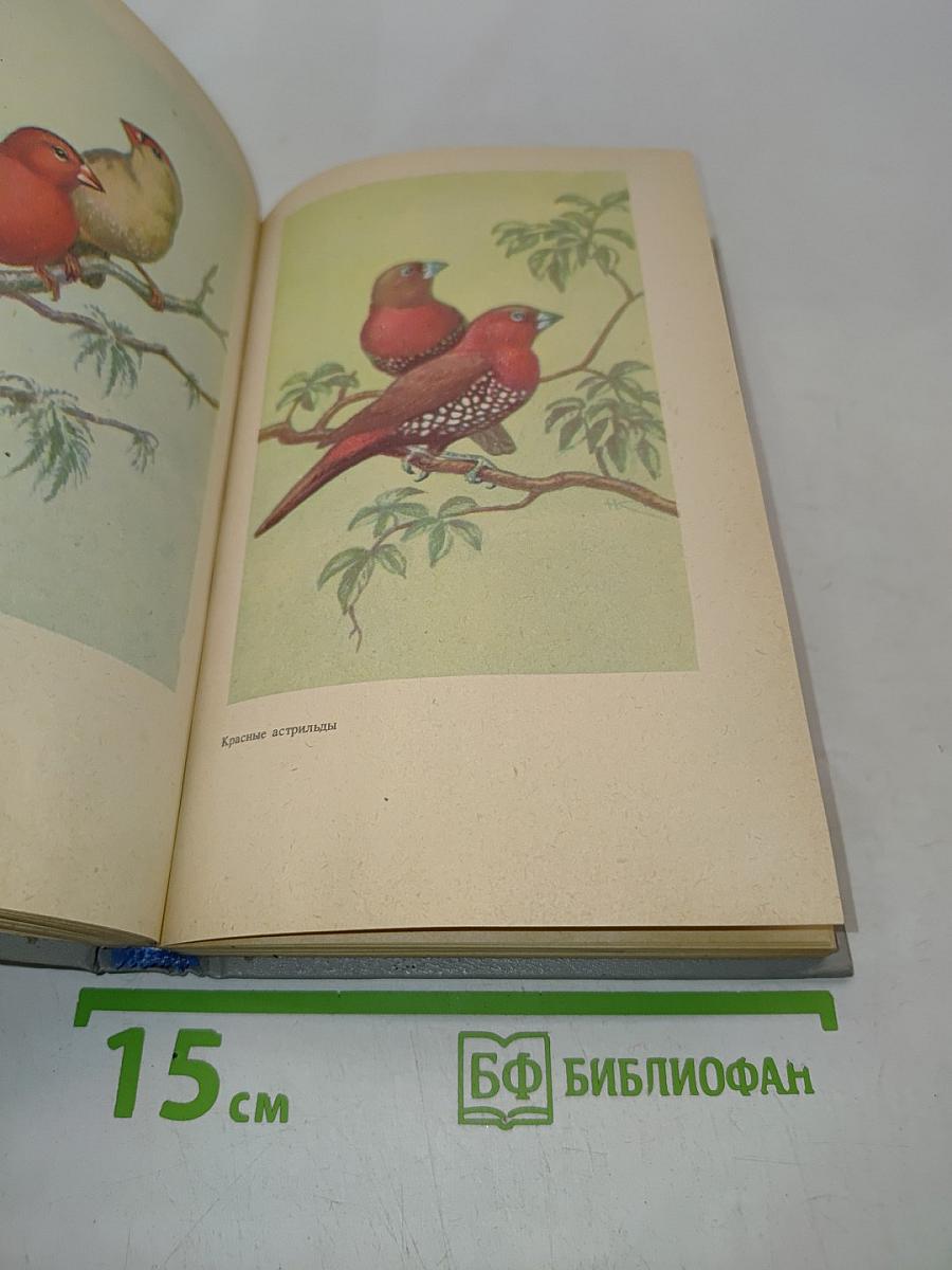 Пернатая радуга