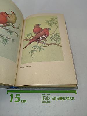 Пернатая радуга