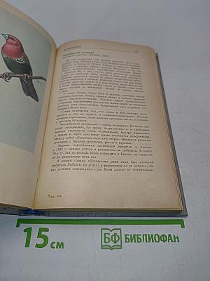 Пернатая радуга