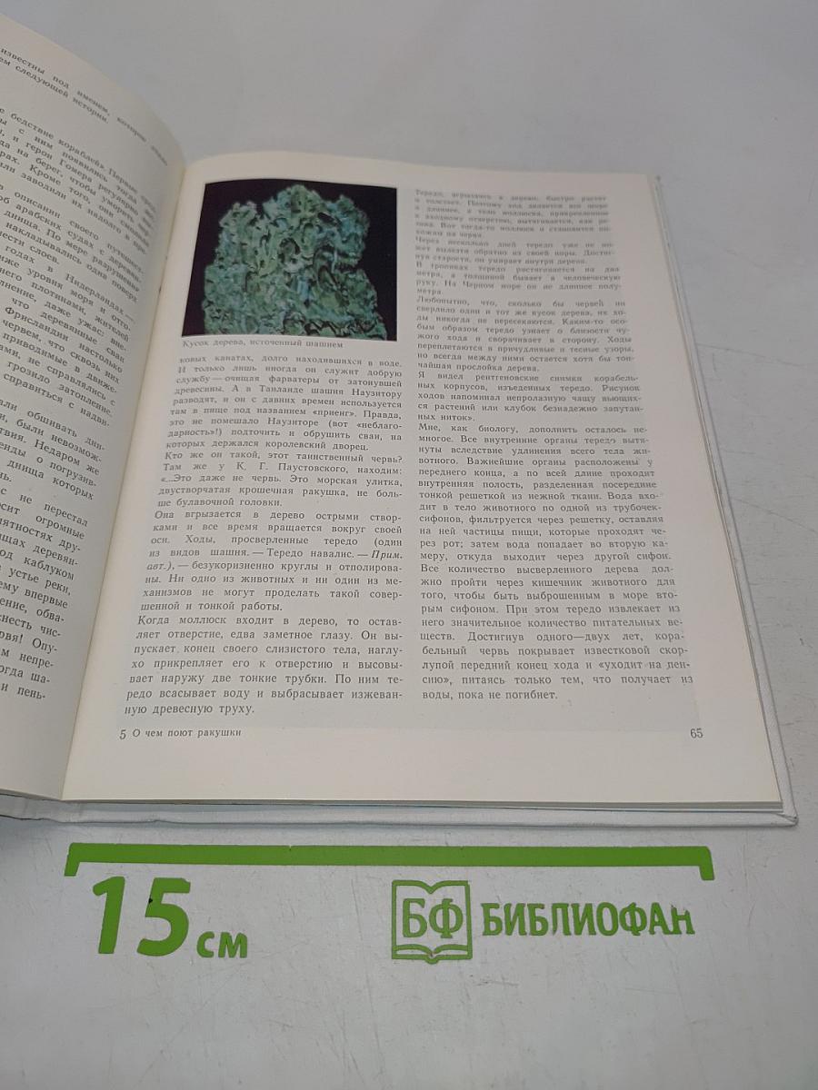 О чем поют ракушки