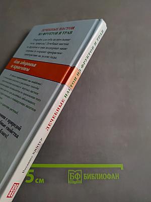 Лечебные настои из фруктов и трав для здоровья и красоты