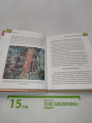 Янтарь
