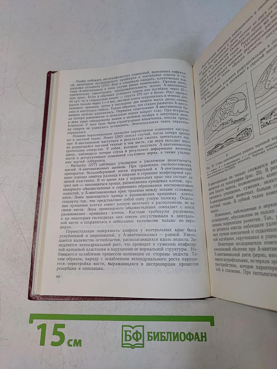 Витамин А. Обмен и функции