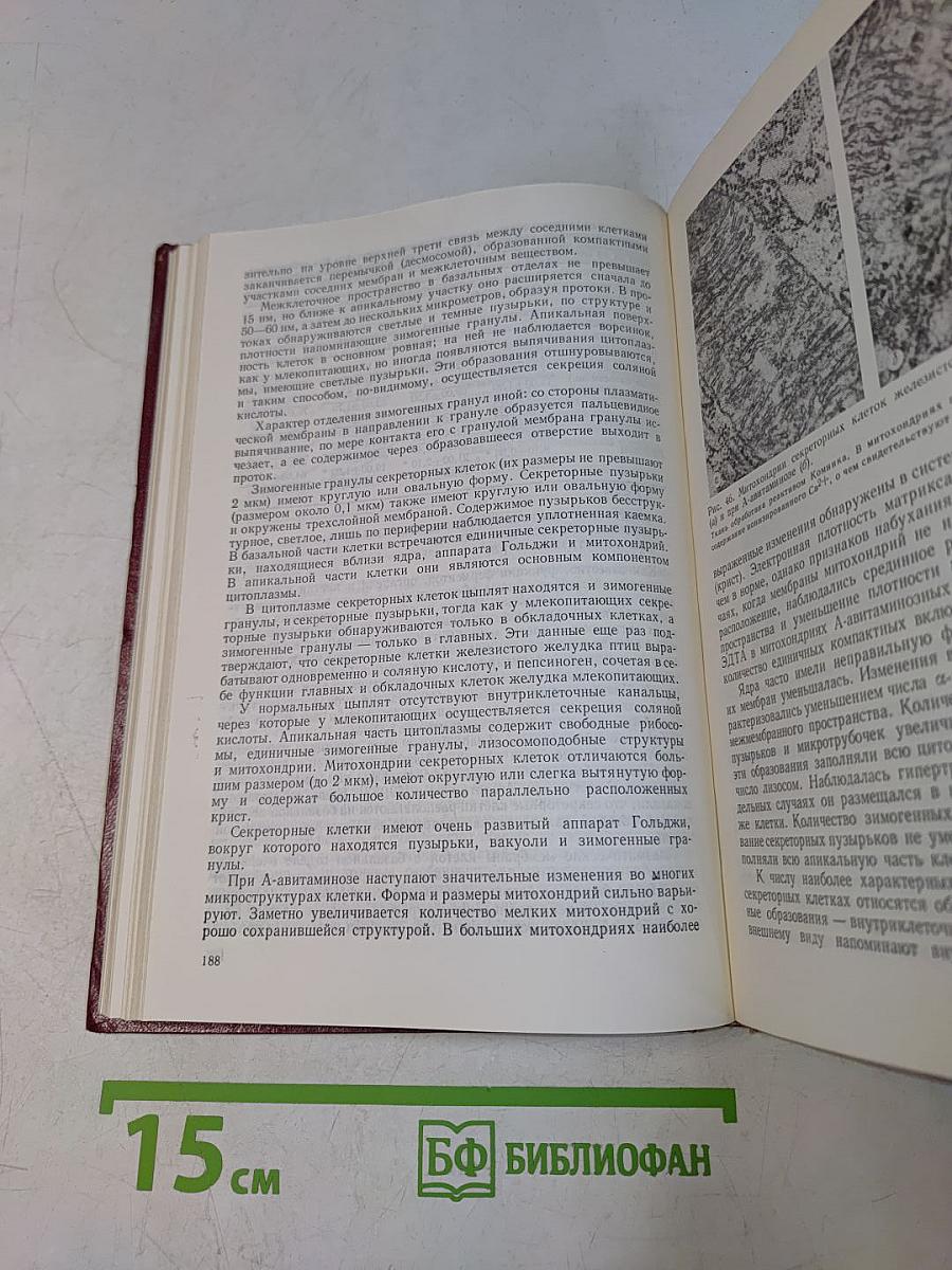 Витамин А. Обмен и функции