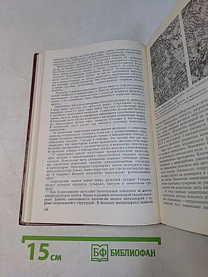 Витамин А. Обмен и функции