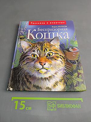 Беспризорная кошка