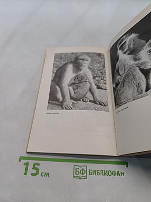 Приматы