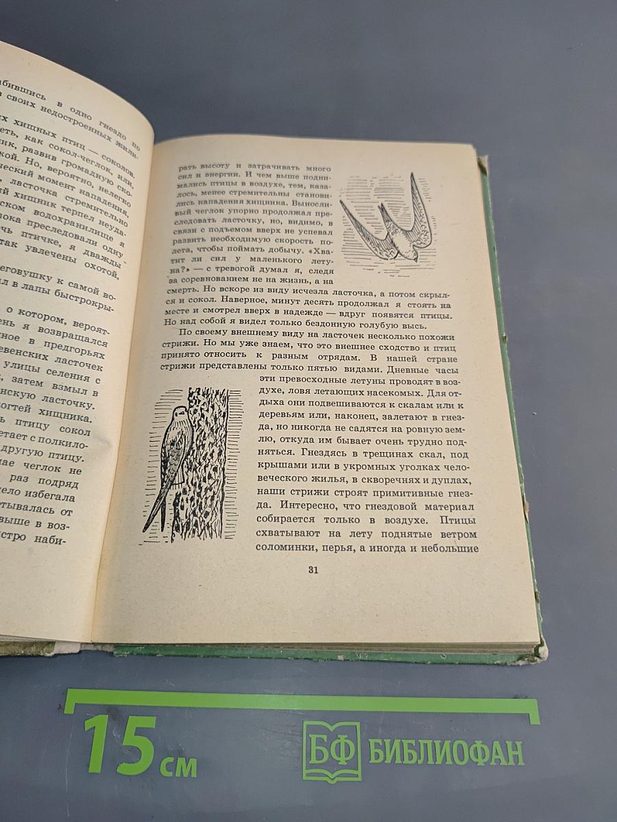 Птицы, зайцы, лисицы и прочие...