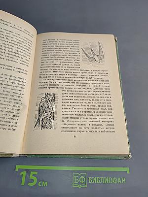 Птицы, зайцы, лисицы и прочие...
