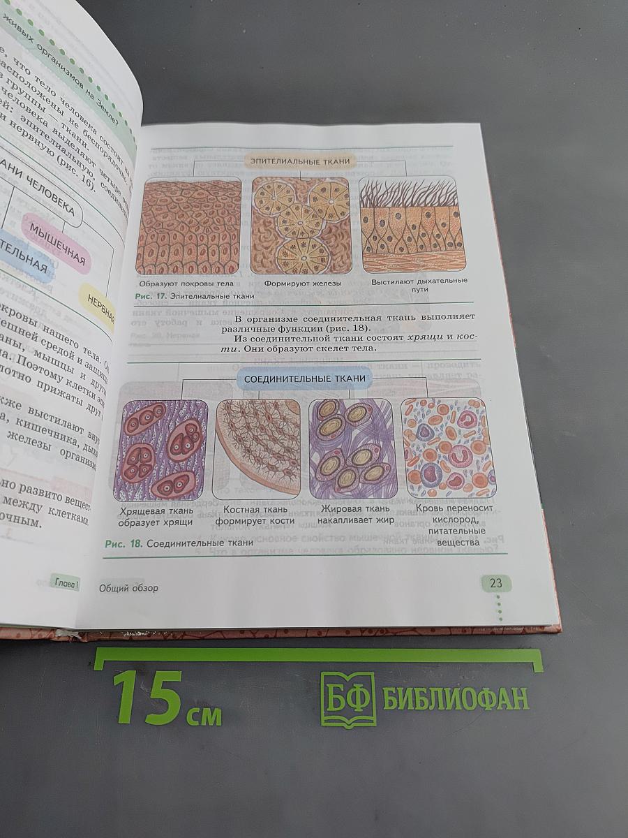 Биология. Человек. 9 класс