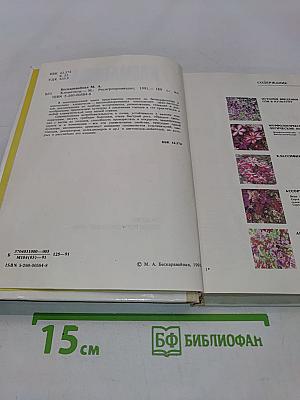 Клематисы