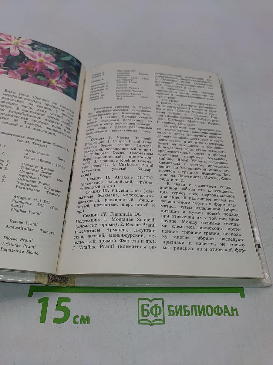 Клематисы
