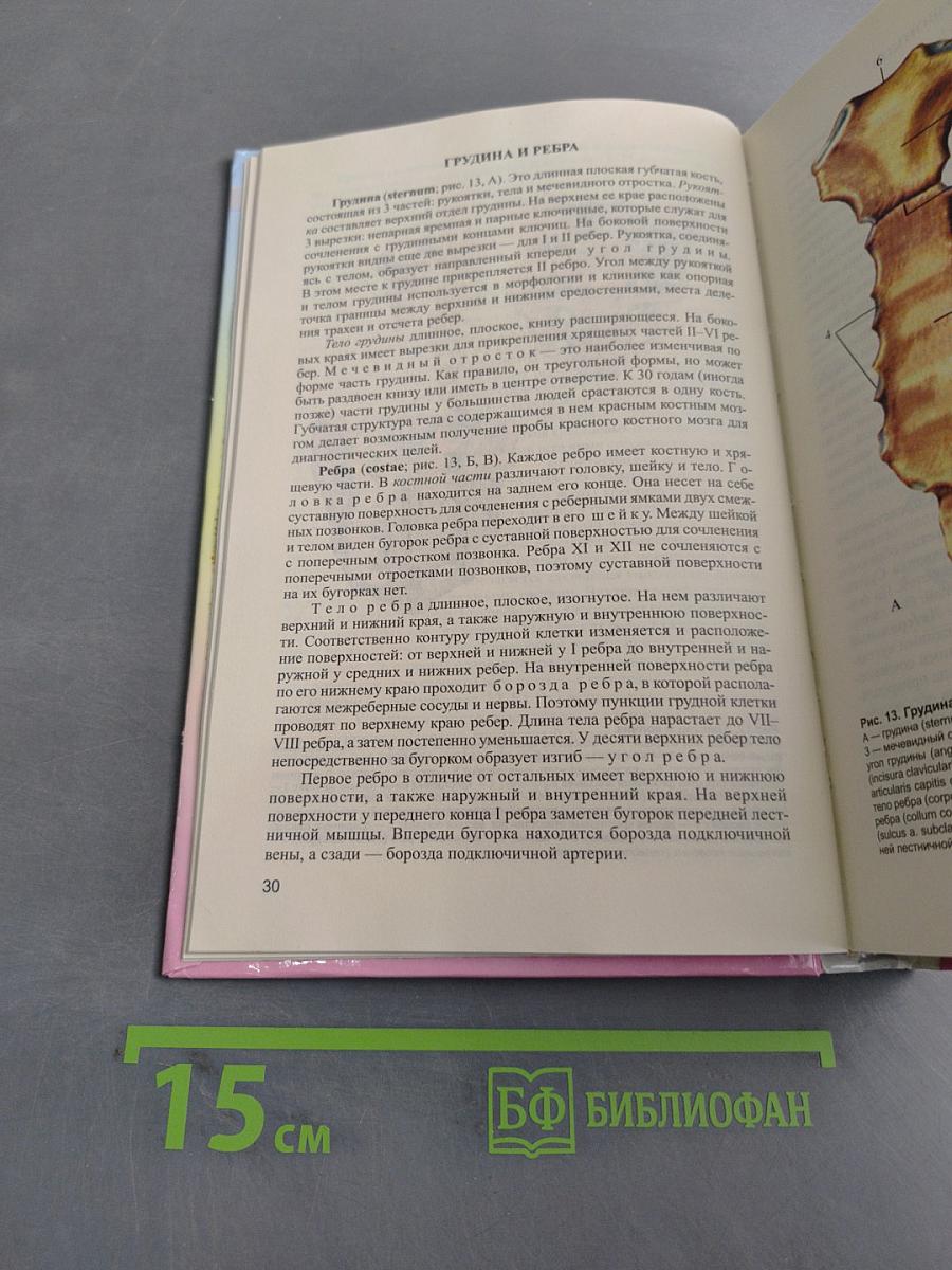 Атлас анатомии человека