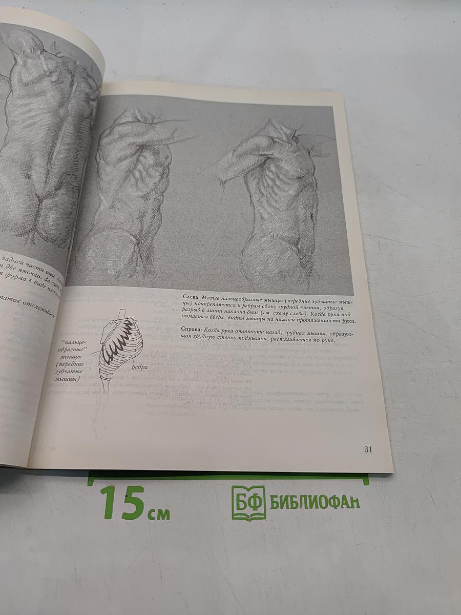 Обнаженная натура. Искусство рисования человеческого тела
