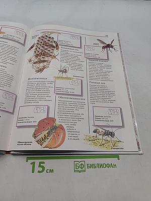 Всё обо всём. Насекомые и пауки
