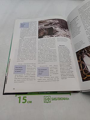 Амфибии и рептилии