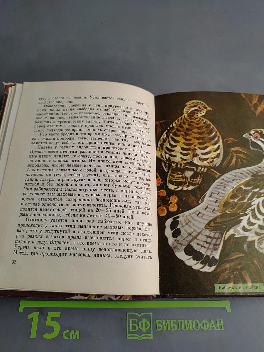 Птицы на гнёздах