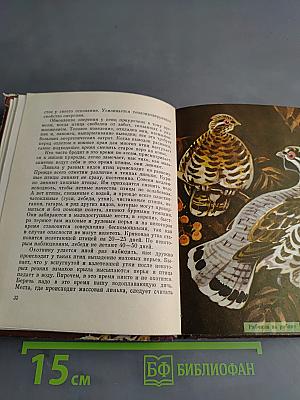 Птицы на гнёздах