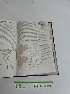 Доисторический человек. Кембриджский путеводитель