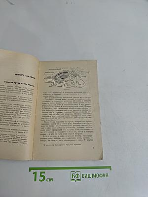Приматы моря