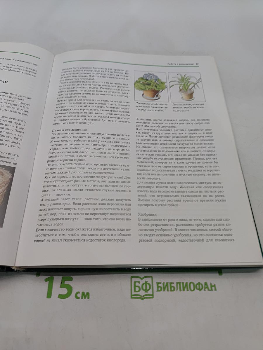 Все о комнатных растениях
