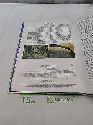Тропический лес