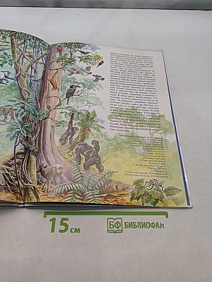 Тропический лес