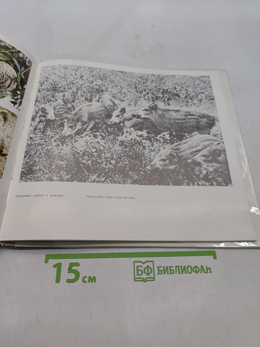 Беловежская пуща