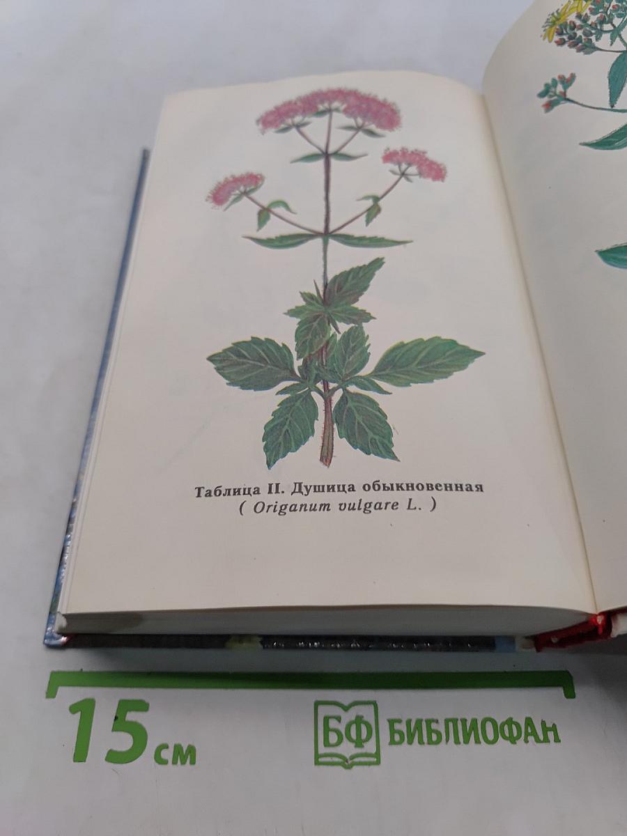 Домашнее виноделие