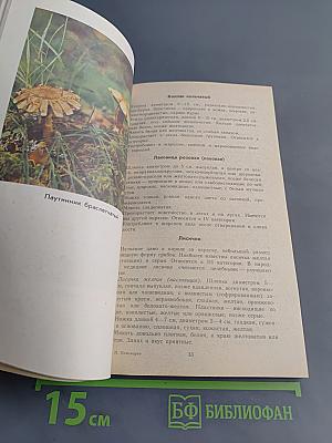 Тебе, грибник