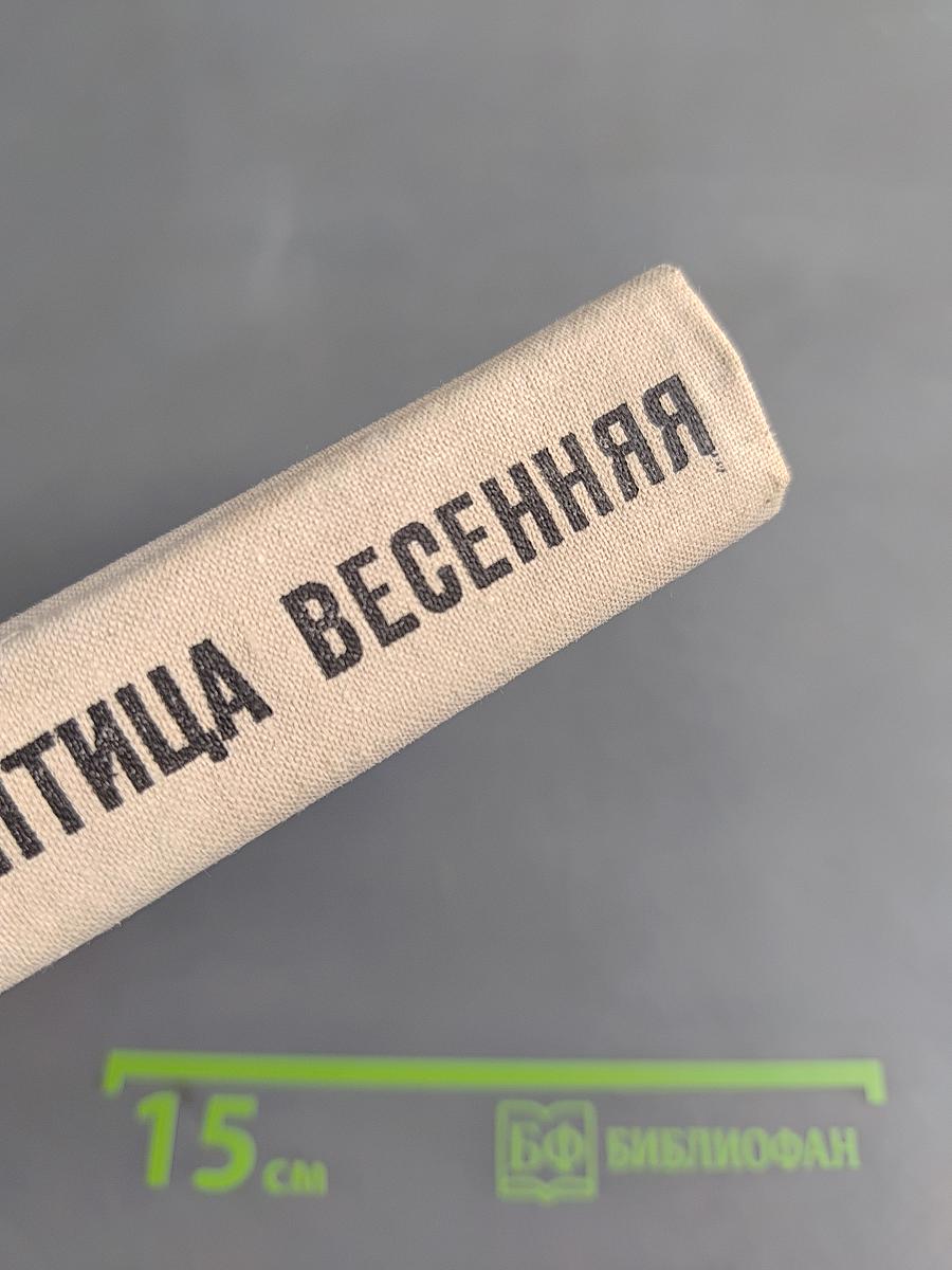 Грач — птица весенняя