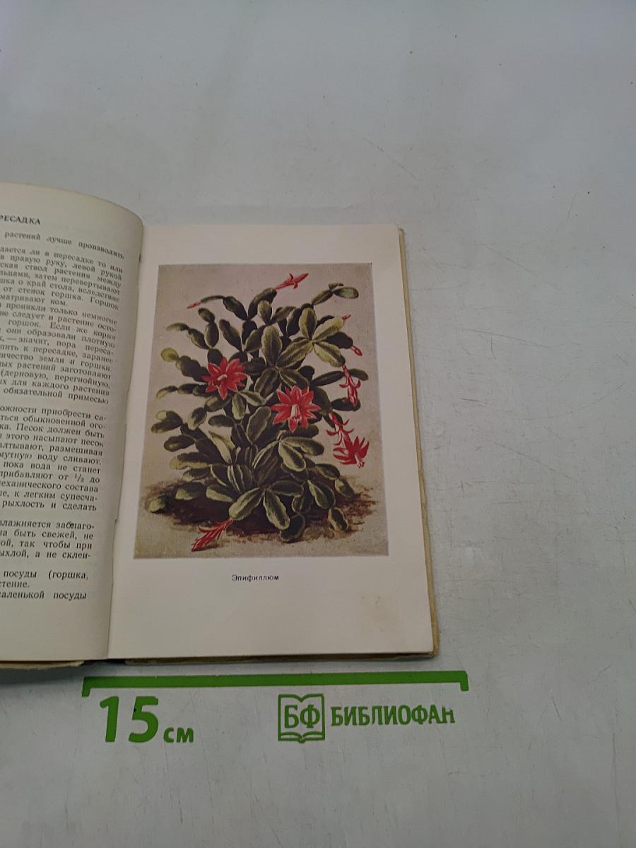 Комнатные и балконные растения