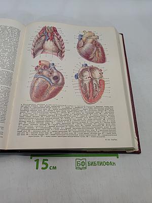 Большая Советская Энциклопедия. Том 23. Сафлор — Соан
