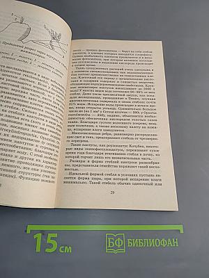Кактусы