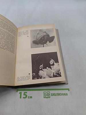 В мире безмолвия. Живое море