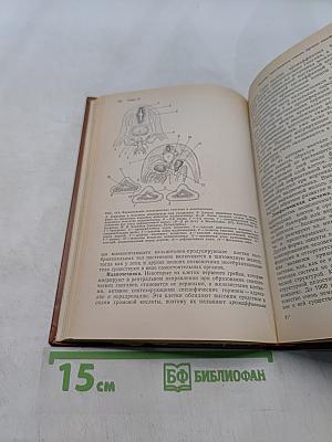 Основы эмбриологии по Пэттену. Том 2