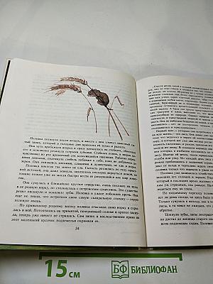 Последний бобр